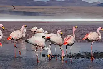 Flamencos de James (Phoenicoparrus jamesi)
