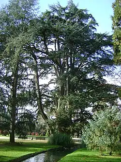 Ejemplares de Cedrus libani.