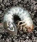 Larva (gusano blanco) de escarabajo japonés