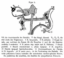 Ilustración creada por Ernő Jendrassik en 1896