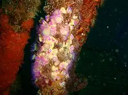 Corynactis australis