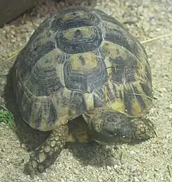 Tortuga mora (Testudo graeca)