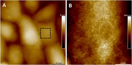Imagen 3D de microvellosidades, en la superficie apical de una célula epitelial de riñón. En la foto B se aprecian las microvellosidades individuales proyectándose sobre la superficie apical de una sola célula, en un cuadrado de 8x8μm. Imagen producida mediante Microscopio de fuerza atómica