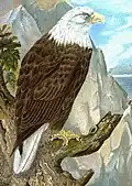 De Naturgeschichte der Vögel Mitteleuropas (Historia Natural de las Aves de Europa Central).