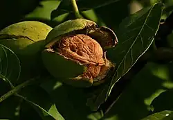 Trima de nogal (Juglans regia), se observa la nuez y el involucro carnoso dehiscente.