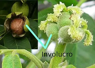 Involucro (fruto maduro) in situ.