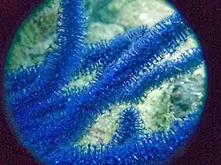 Junceella sp en Koh Phangan