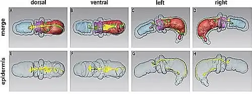 Reconstrucción 3D de un juvenil de Saccoglossus kowalevskii. Arriba: distribución interna a través de epidermis transparente. Abajo: Sistema nervioso aislado (en amarillo).