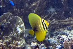 Zebrasoma veliferum