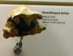 KNM-ER 23000 es un cráneo de P. boisei que ha contribuido a conocer la gran variavilidad de esta especie. Se le ha calculado una capacidad craneana de 490 cm³.