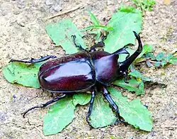 Allomyrina dichotoma