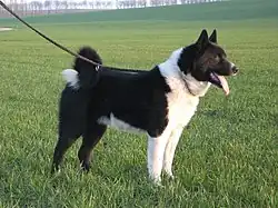 Perro de osos de Carelia