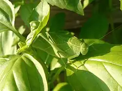 El saltamontes verde brillante tiene el color de la vegetación fresca.