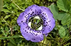 Flor de kelissa brasiliensis en Brasil