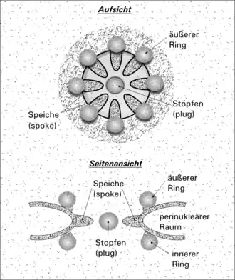 Complejo macromolecular a baja definición. rueca octogonal en una vista superior. (2005)
