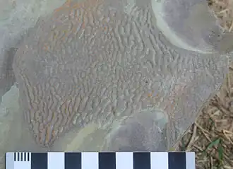 Estructuras tipo Kinneyia en la Formación Grimsby (Silúrico) expuestas en Niagara Gorge, NY.