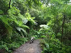 Bosques en Amami Ōshima