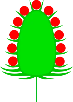 Esquema de una espiga oblonga