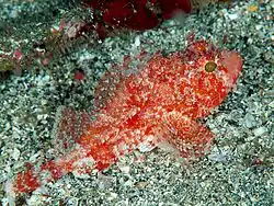 Scorpaena miostoma.