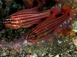 Ostorhinchus endekataenia