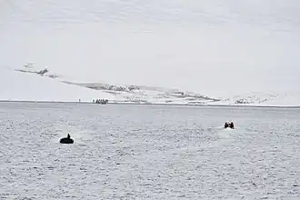 Bahía Krenkel, costa oriental de la isla Komsomolets (80°40’N, 97°30‘O)