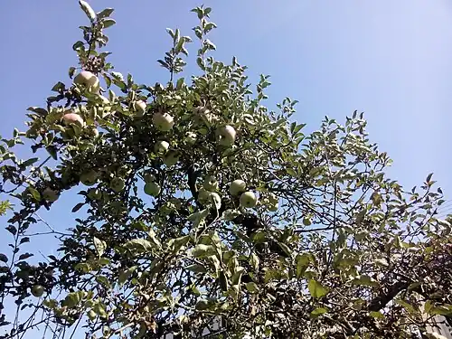 Copa del árbol de manzano 'Ontario'.