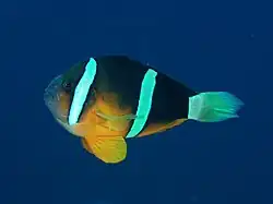 Ejemplar de A. clarkii en Izu, Japón