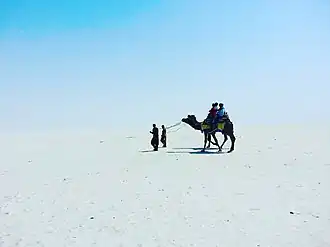 Paseo en camello en el Rann de Kutch