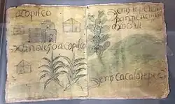 Lámina 26 del códice Techialoyan Cuauhximalpan