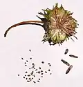 Fruto multicapsular cortado longitudinalmente, con semillas in situ y sueltas (abortadas y aladas).