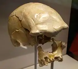 Réplica del cráneo LH 18 encontrado en Laetoli. Este descubrimiento retrasó la fecha de aparición de sapiens de una forma significativa, haciendo cambiar el punto de vista de la evolución. La capacidad endocraneal es de unos 1200&nbsp;cm³.