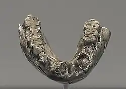 Réplica de la mandíbula inferior LH 4. Un A. afarensis de más de 3,5 Ma. Todas las pérdidas dentales son post mortem excepto una que muestra resorción.