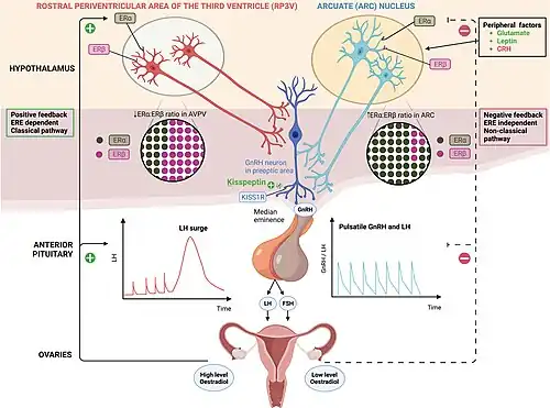 Regulación de la secreción de Hormona LH. Arriba centro: GnRH neuron= Neurona gonadotropa GnRH (en azul) Izquierda: Estímulo (+) LH surge (gráfico de línea roja). Derecha: Inhibición (–) Pulsatile LH (gráfico de línea azul).