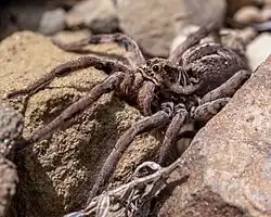 Tarántula del altiplano en La Paz, Bolivia.