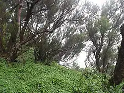 Campo de violetas de Anaga al pie del roque.