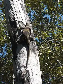 Variedad «acampanada», en Queensland.