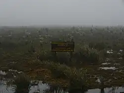 Frailejones en el Páramo de las Papas.