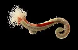 Lanice (Terebellidae)