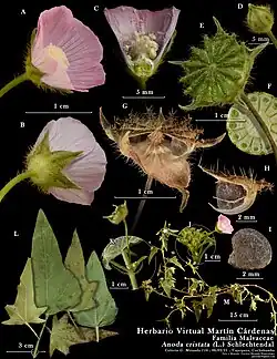 Ilustración botánica compuesta por fotografías de cada una de las partes de un individuo