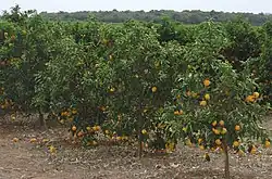 Naranja en Sao Paulo. En 2018 Brasil fue el mayor productor mundial, y América Latina abarcó el 30 % de la producción global de esta fruta.