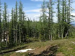 Bosque de alerce subalpino en Columbia Británica.