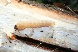 Oruga de Sesia apiformis al lado de la galería que ella misma había excavado en la raíz de un chopo joven. Extraída tras realizar un corte en la madera.
