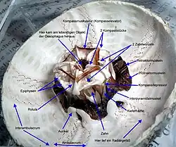 Vista interna de una linterna de Aristóteles con sus músculos y ligamentos.