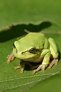 Hyla arborea