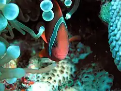 En E. quadricolor, Pulau Layang-Layang, islas Spratly