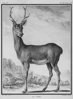 El ciervo.