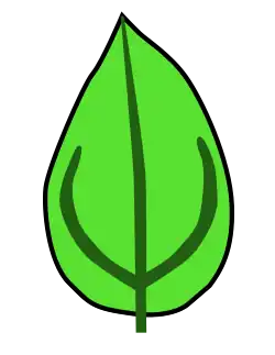 Venación acródroma, imperfecta y suprabasal.