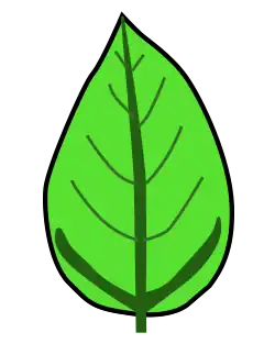 Venación actinódroma, imperfecta, reticulada