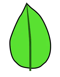 Venación hifódroma.