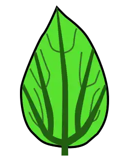 Venación palinactidódroma: varias venas primarias divergen del mismo punto, ramificaciones primarias adicionales.